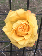 Load image into Gallery viewer, 0011 Yellow Rose