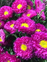 Load image into Gallery viewer, 0056 Beautiful Dhalias