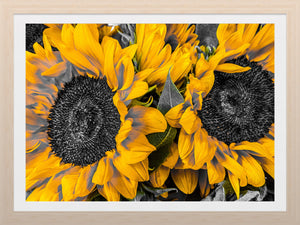 0596 Sunflowers