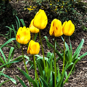 0493 Yellow and Red Tulips