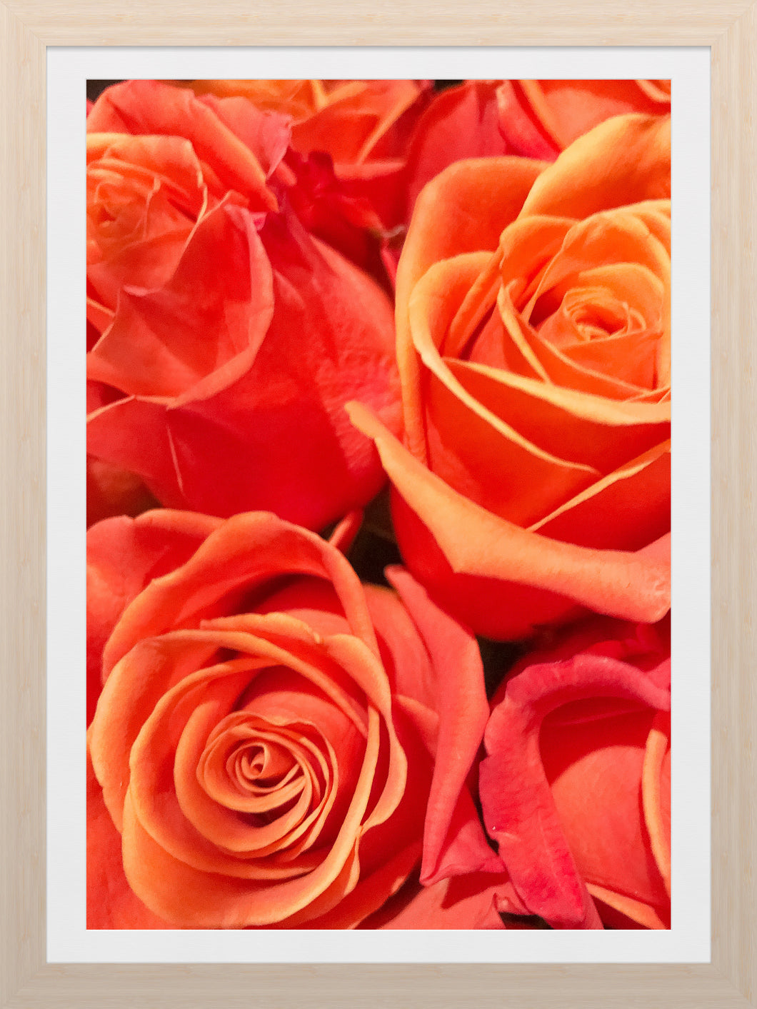 0475 Orange Roses