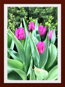 0036 Purple Tulips