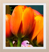 Load image into Gallery viewer, 0401 Orange Tulips