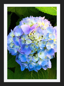 0351 Blue Hydrangea