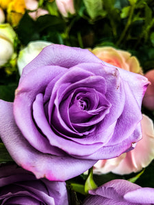 0430 Lavender Rose