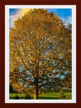 Load image into Gallery viewer, 0383 Maple Tree