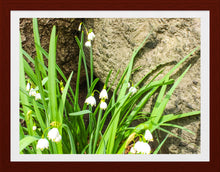 Load image into Gallery viewer, 0583 Lily of the Valley