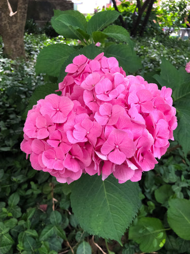 0361 Pink Hydrangea