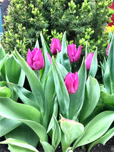 Load image into Gallery viewer, 0036 Purple Tulips