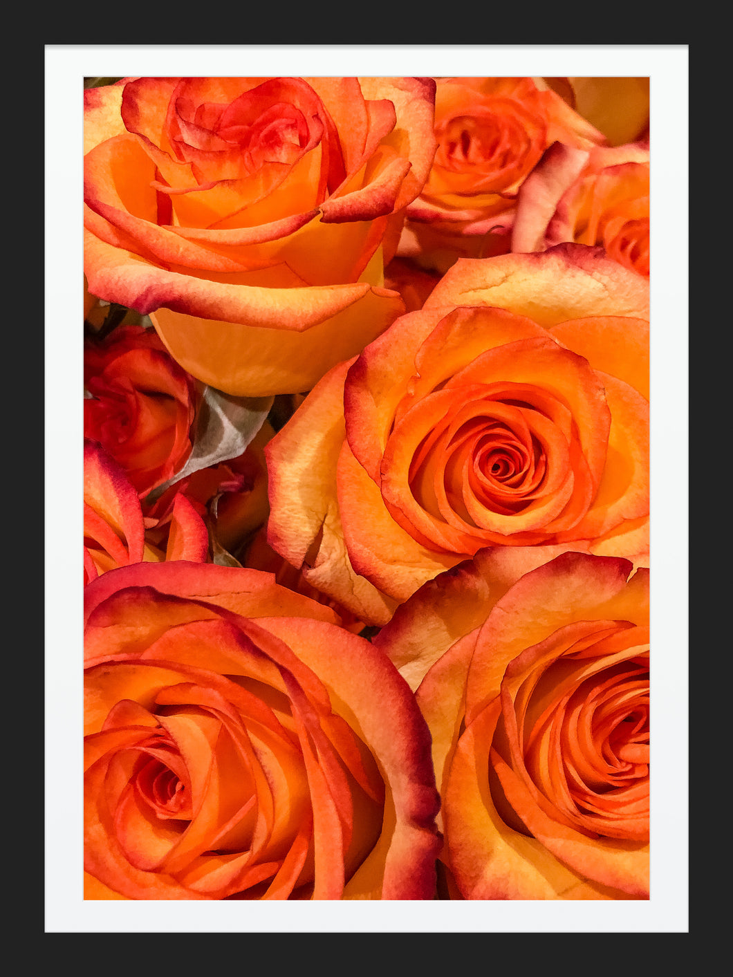 0182 Orange Roses