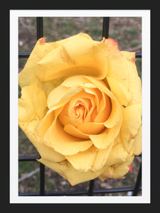 0011 Yellow Rose