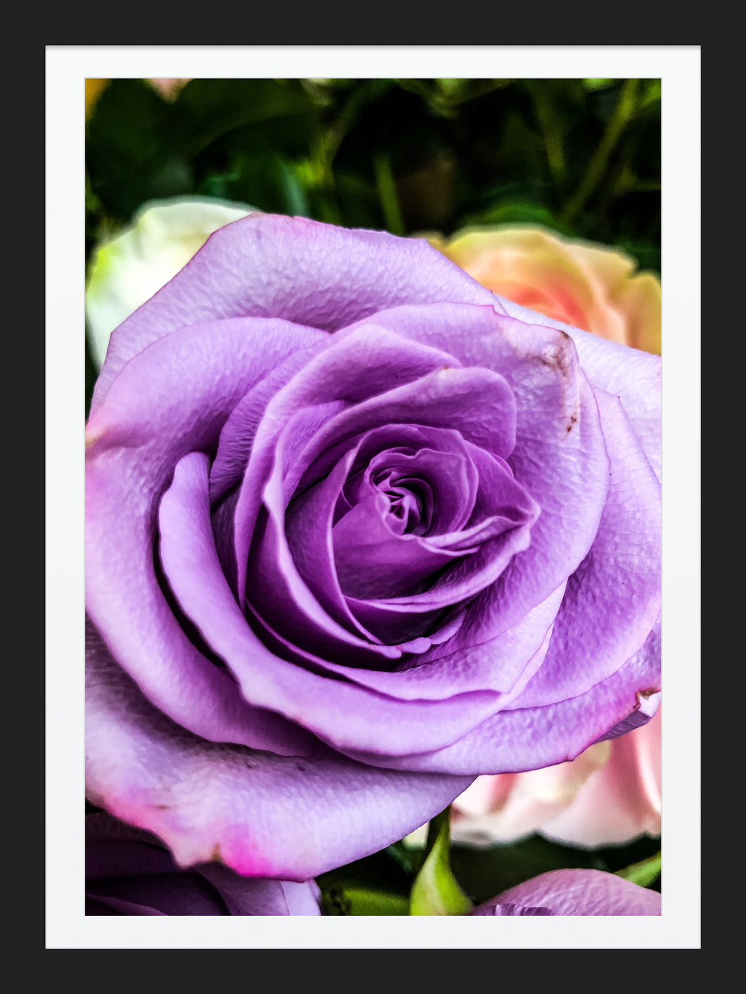 0430 Lavender Rose