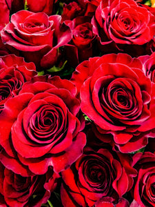 0184 Red Red Roses