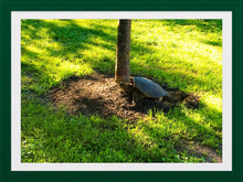 Load image into Gallery viewer, 0396 Snapping Turtle