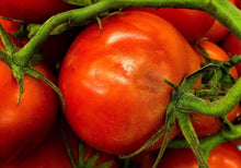 Load image into Gallery viewer, 0414 Tomatoes On The Vine