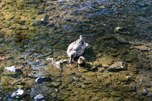 Load image into Gallery viewer, 0495 Duckling With Her Mother