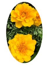 Load image into Gallery viewer, 0422 Summer Blooms