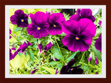 Load image into Gallery viewer, 0334 Elegant Violets