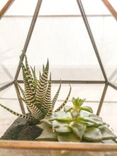 Load image into Gallery viewer, 0457 Succulent Haven