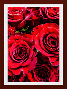 0184 Red Red Roses