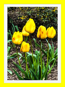 0493 Yellow and Red Tulips