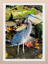 Load image into Gallery viewer, 0606 Great Blue Heron