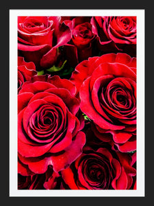 0184 Red Red Roses