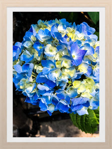 0513 Blue Hydrangea