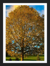 Load image into Gallery viewer, 0383 Maple Tree