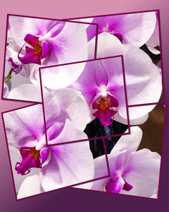 0291 Orchid Collage