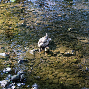 0495 Duckling With Her Mother