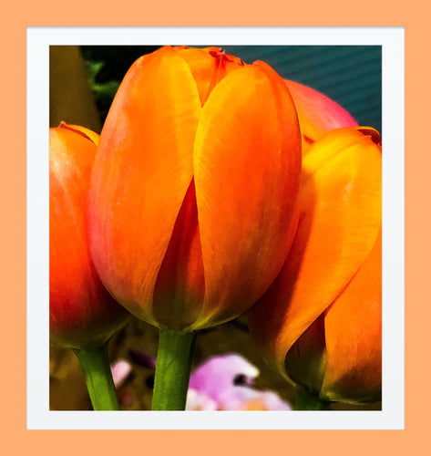 0401 Orange Tulips