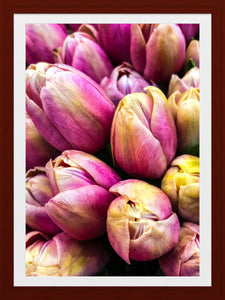 0466 Pink Tulips