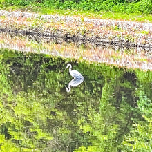 Load image into Gallery viewer, 0585 Great Blue Heron