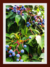 Load image into Gallery viewer, 0541 Fruit of the Vine