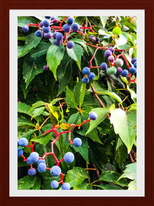 0541 Fruit of the Vine