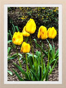 0493 Yellow and Red Tulips