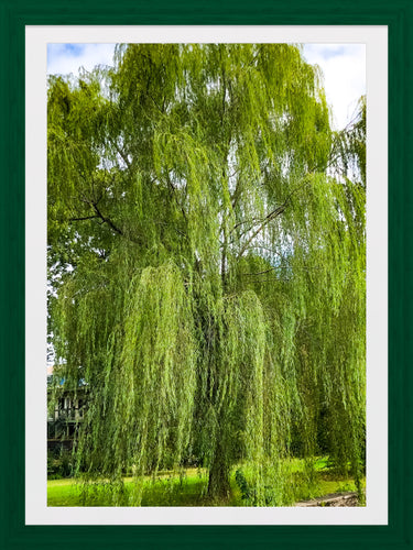 0432 Weeping Willow Tree