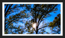 Load image into Gallery viewer, 0499 Trees In The Sun