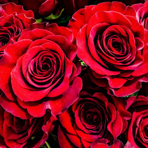 0184 Red Red Roses