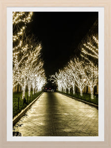 0479 Lit Tree Path