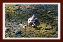 Load image into Gallery viewer, 0495 Duckling With Her Mother