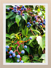 Load image into Gallery viewer, 0541 Fruit of the Vine