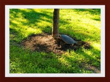 Load image into Gallery viewer, 0396 Snapping Turtle