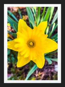 0573 Daffodil