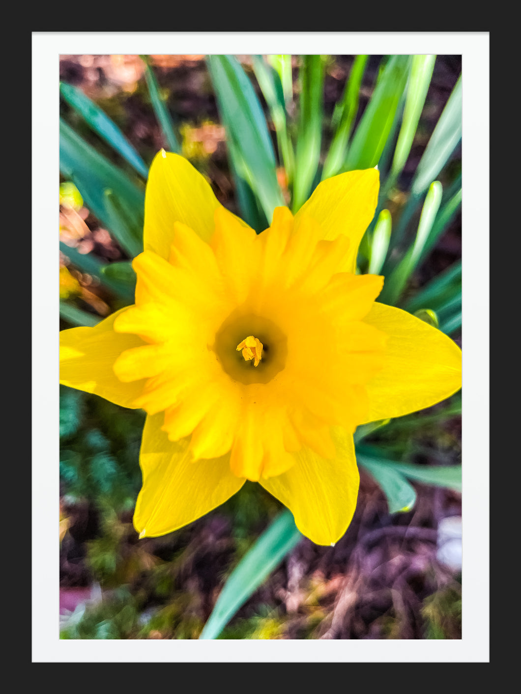 0573 Daffodil