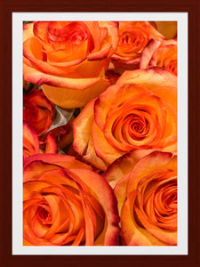 0182 Orange Roses