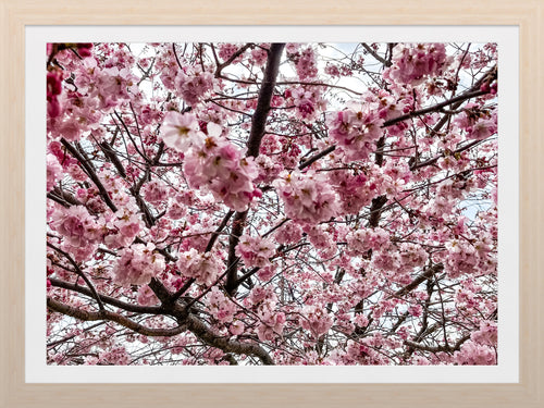 0627 Beautiful Cherry Blossom