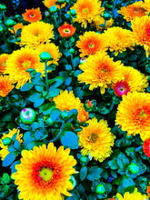 Load image into Gallery viewer, 0162 Bright Blossoms