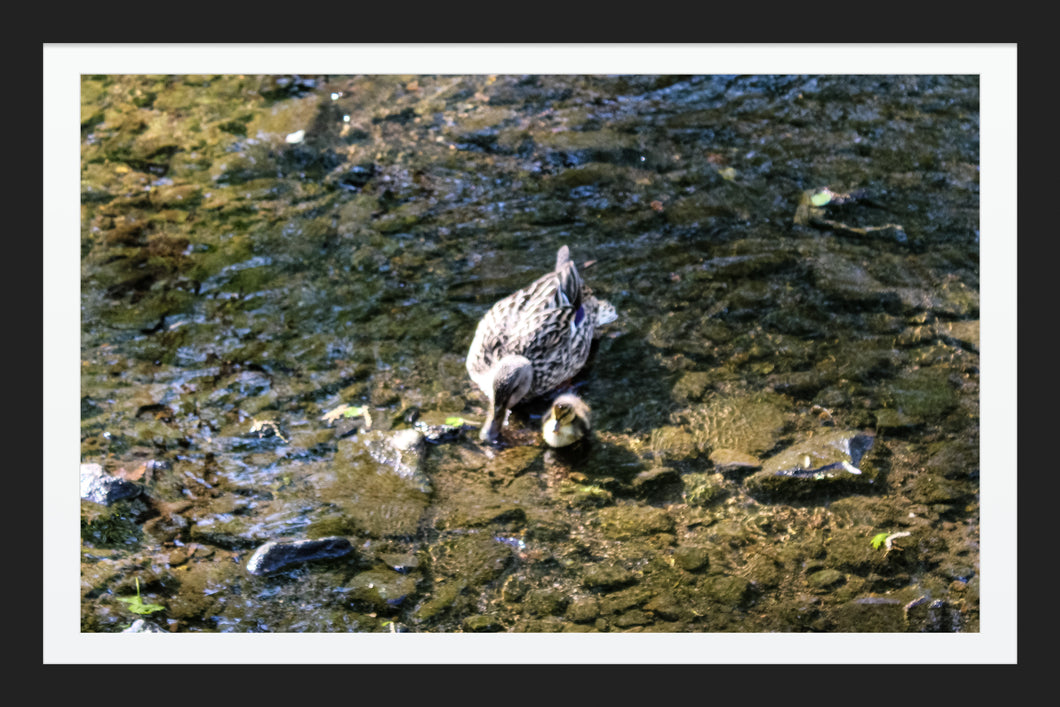 0495 Duckling With Her Mother